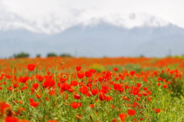 Bahar zamanı dağ gelinciği tarlası