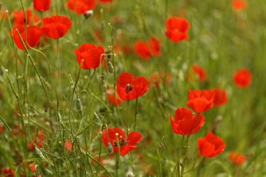 Bahar zamanı dağ gelinciği tarlası