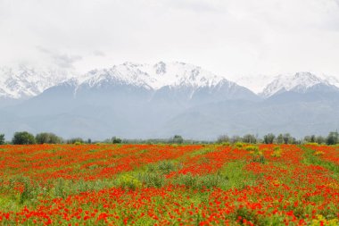 Bahar zamanı dağ gelinciği tarlası