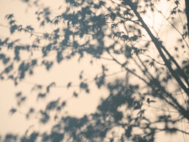 Ağaç duvarda gölge bırakır doğa güneş ışığı soyut arka plan parkı