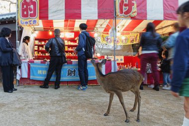 Nara, Japonya- 3 Kasım 2015: Japon fuarı festivalinde yürüyen Nara geyiği Halkın yaşam tarzına uyum sağladı 