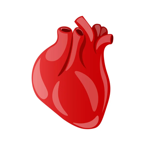 心臓弁 ベクトル図 隔離された背景を通して血をポンプ人間の心 — ストックベクタ