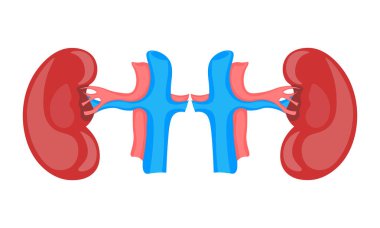 Kan arındırma, vücut, erkek, kadın, kan, idrar, dolaşım, kimyasal, anatomi, fizyoloji, biyoloji, karın, vektör, illüstrasyon, izole edilmiş