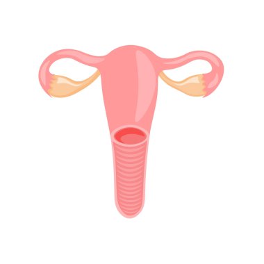 İnsan rahmi iç üreme organı, kadın, organizma, uterus yumurtalıkları, biyoloji, anatomi, kadın, vektör, illüstrasyon, izole edilmiş