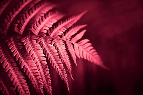 Beautiful Fern Leaves Red Foliage Natural Floral Fern Background Red — Stock Photo, Image