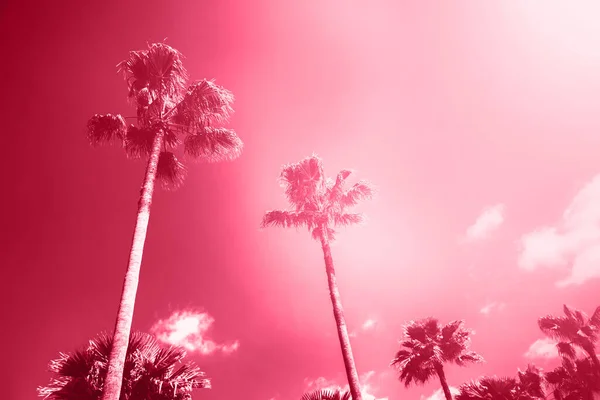 Tall Palms Red Cloudy Sky Sunny Day Red Toning Demonstrating — Stock Photo, Image