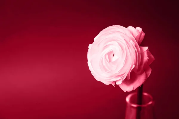 Fehér Virág Vörös Háttér Felett Bemutató Viva Magenta Trendi Színe — Stock Fotó
