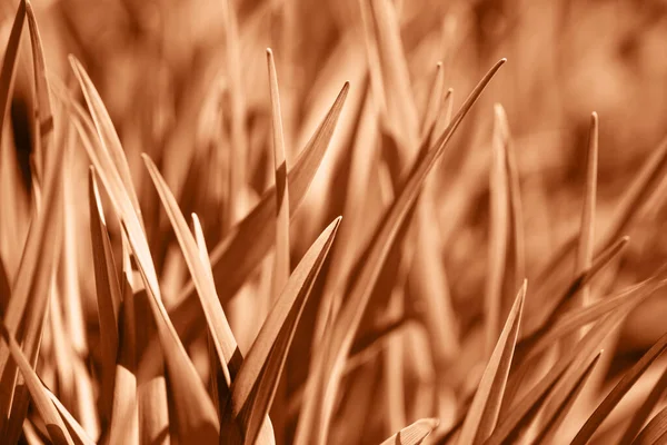 Фон Свежей Травы Солнце Демонстрирующий Цвет 2024 Года Персик Лицензионные Стоковые Фото
