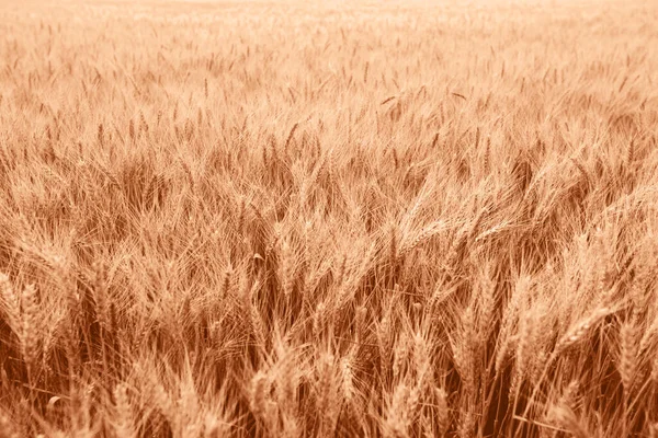 Фон Пшеничного Поля Большим Количеством Красивых Желтых Ушей Демонстрирующий Цвет Стоковое Фото
