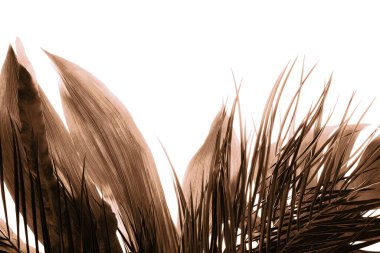 Kurumuş palmiye yapraklarının minimalist bileşimi büyüleyici bir siluet yaratıyor. 2025 yılının gösterim rengi.