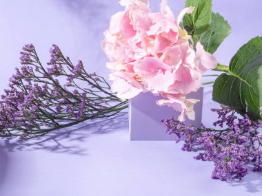 Mor arka planda pembe ortanca çiçekli bahar çiçek podyumu.