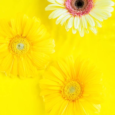 Sarı güzel Gerbera papatya çiçekleri tek renkli arka planda suda dalgalanmalı. Yaz arkaplanı kare resmi