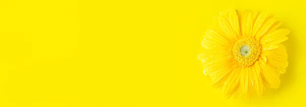 Gelb Schöne Gerbera Gänseblümchen Blütenblatt Rahmen Auf Monochromen Hintergrund Wasser — Stockfoto
