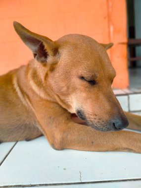 Kahverengi bir ev köpeği çok uykulu görünüyor. Ama içgüdüleri hala efendinin evini koruyor..