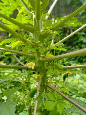 Papaya flowers begin to develop as a sign of fruiting. For some people, papaya leaves can also be cooked to eat as herbal vegetables.