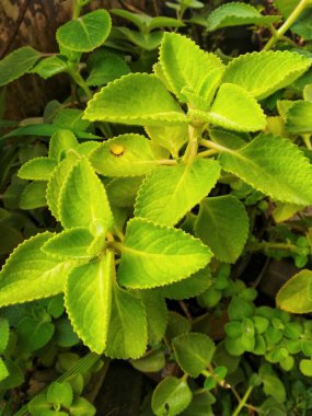 Taze Küba Oregano yaprakları evin etrafındaki bahçede yetiştirilebilir. Bu bitki ayrıca tropiklerde gelişen Fransız kekik olarak da adlandırılabilir. Bu yapraklar bitkisel ilaçlar için çok faydalıdır..