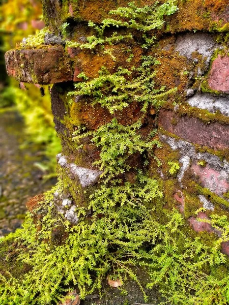 Moss Ferns Thrive Damp Bricks House Plants Weeds Should Removed — Stock Photo, Image