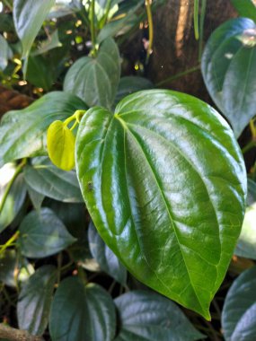 Bahçede taze betel yaprakları yetişiyor. Betel yaprakları bitkisel ilaçlar için faydalıdır..