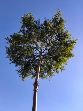 Sıcak öğleden sonra güneşinde bir gölge ağacı. Çok gölgeli değil ama parlak mavi bulutlara karşı geçici bir barınak sağlayacak kadar..