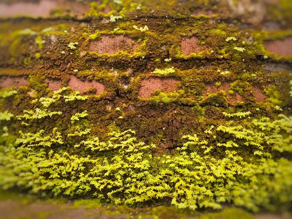 Moss grows on damp walls. There are also ferns growing on the bricks.