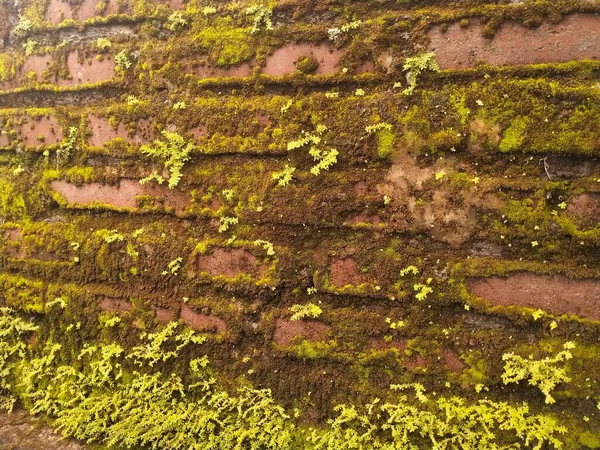 Many mosses thrive on the bricks of houses. It usually grows in damp and unkempt houses.