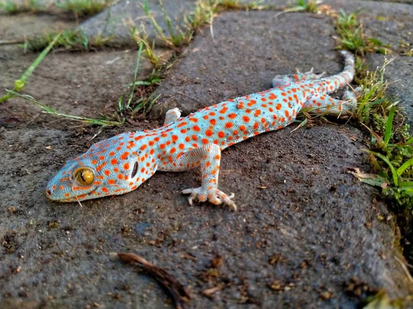 The gecko lingers on the edge of the pavement. Its skin is rough but beautiful in texture, with large eyes.