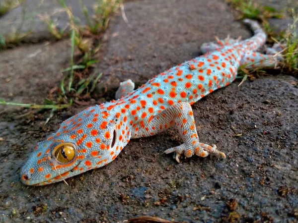 A gecko on pavement. The skin with yellow spots adds an exotic flavour, especially with its large eyes.
