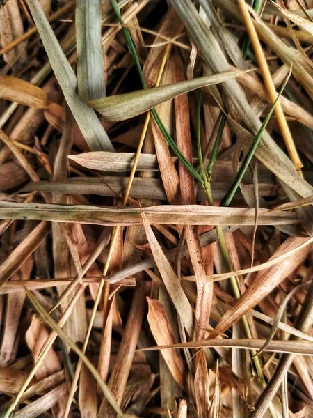 Exotic dried bamboo leaves. These bamboo leaves are piled up by the roadside