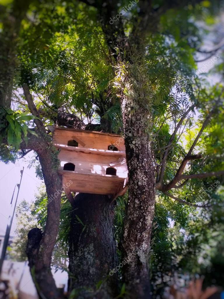 Una casa para palomas y sus rebaños en un gran árbol 2023