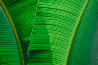 Yeşil yapraklar, yeşil muz yaprağının doğal arka planında güneş ışığı ve yüzeyde gölge.