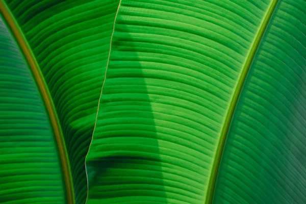 Zöld Lombozat Természetes Háttér Zöld Banánlevél Napfénnyel Árnyékkal Felszínen — Stock Fotó