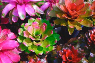Canlı bromeliad bitkilerinin renkli arkaplan süsleri siyah plastik kaplarda çiçek açıyor.