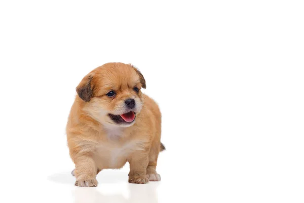 Adorável Pequeno Chihuahua Cachorro Mestiço Pomerânia Semanas Idade Andando Sobre — Fotografia de Stock
