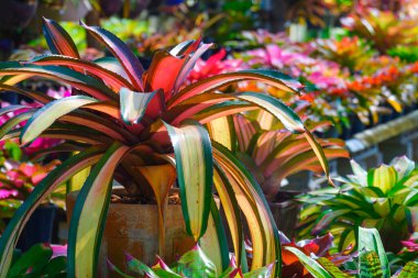 Açık hava pazarında renkli bromeliad bitkileri çiçekleniyor.