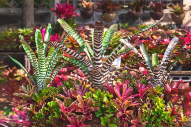 Aechmea 'nın güzel kraliçesi ve bir sürü Neo' su var. Donger Bromeliad bitkileri süs bitkisi yetiştirme alanında çiçek açıyor.