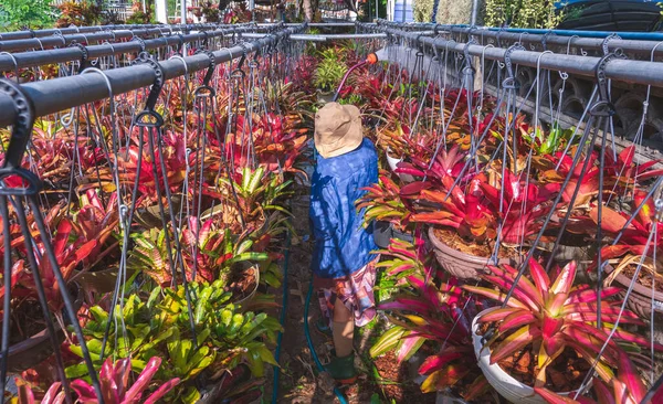 Szelektív Fókusz Női Kertész Öntözés Sok Színes Bromeliád Növények Nőnek — Stock Fotó