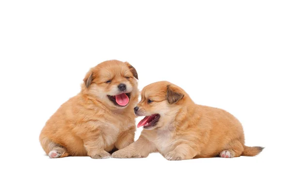 Grappig Huisdieren Portret Van Happy Weinig Schattige Chihuahua Pomeranian Kruisras — Stockfoto