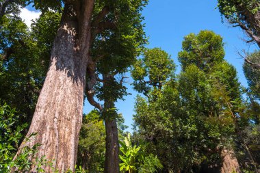 Yeşil yapraklı büyük ağaçların alt görüntüsü mavi gökyüzü arka planına karşı tropikal ormanlarda büyüyor.
