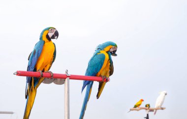 Papağan papağanının paslanmaz çelik levrek üzerine seçici bir odak noktası. Papağanın bulanık arkaplanı ve güneş kuşları özgürlük uçuş eğitimi sırasında gökyüzünden yoksun beyaz kuşlara karşı.