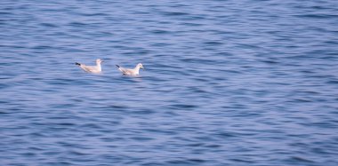 2 martıya odaklan yiyecek bulmak için denizde yüzen dalgalar mavi deniz yüzeyinde panoramik görüşte dalgalanmalar
