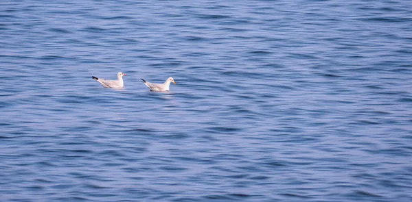 Focus at 2 seagulls floating for food in the sea with motion blur of ripples on blue sea surface in panoramic view