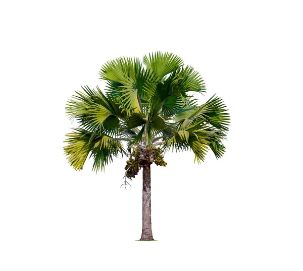 Washington Palm Tree Kırpma Yolu Ile Beyaz Arkaplanda Izole Edildi — Stok fotoğraf