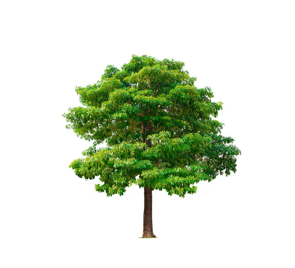 Velký Baldachýn Bílé Cheesewood Strom Izolovaném Bílém Pozadí Výstřižkem Cesta — Stock fotografie