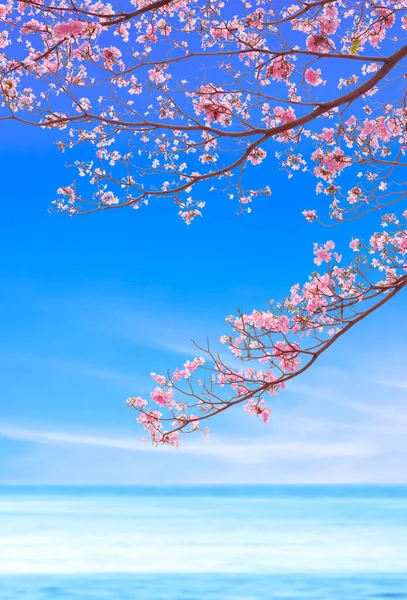 Pembe Tecoma çiçekleri bulanık renkli deniz manzarası üzerinde dallarda açıyor, dikey çerçevede, kopyalama alanı olan güzel doğal arkaplan