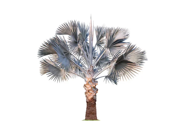 Bismarckia Nobilis Palmiye Ağacı Kırpma Yolu Ile Beyaz Arkaplanda Izole — Stok fotoğraf