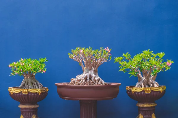 Bela Desert Rose Bonsai Árvores Crescendo Vasos Plantas Argila Vintage — Fotografia de Stock