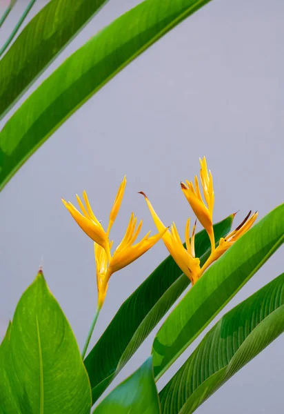 天国の花の鳥は垂直フレーム内の灰色の背景に緑の葉で開花している 美しい熱帯黄色Strelitziaの花 — ストック写真