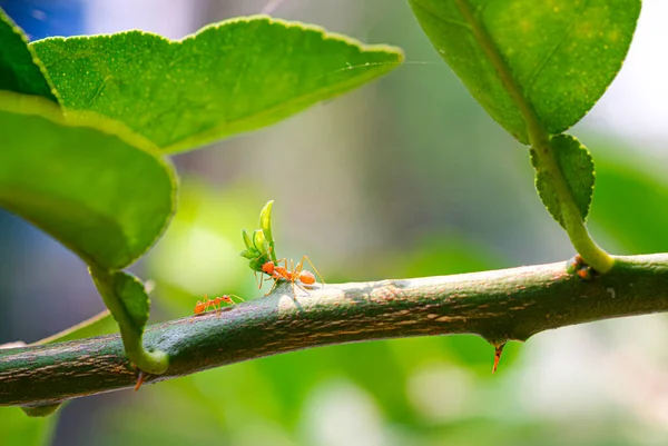 stock image Two Red ant on branch of lemon tree with green leaves and blurred natural background