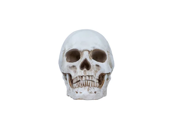 Yapay Insan Kafatası Modeli Kırpma Yolu Olan Beyaz Arkaplanda Izole — Stok fotoğraf