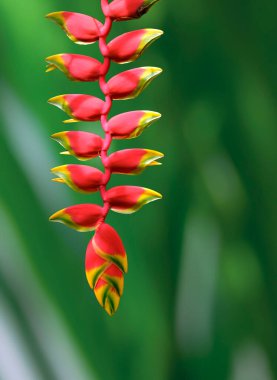 Güzel kırmızı Heliconia rostrata ya da papağan gagası, ıstakoz pençesi ya da cennet kuşu dikey çerçevede bulanık yeşil arkaplanda asılı.